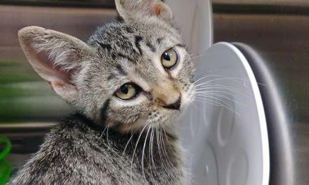 Osceola Animal Services Seeing Large Number of Kittens Needing Homes