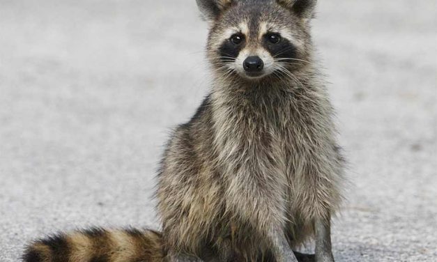Curious Raccoon Causes Power Outage to Thousands in Kissimmee