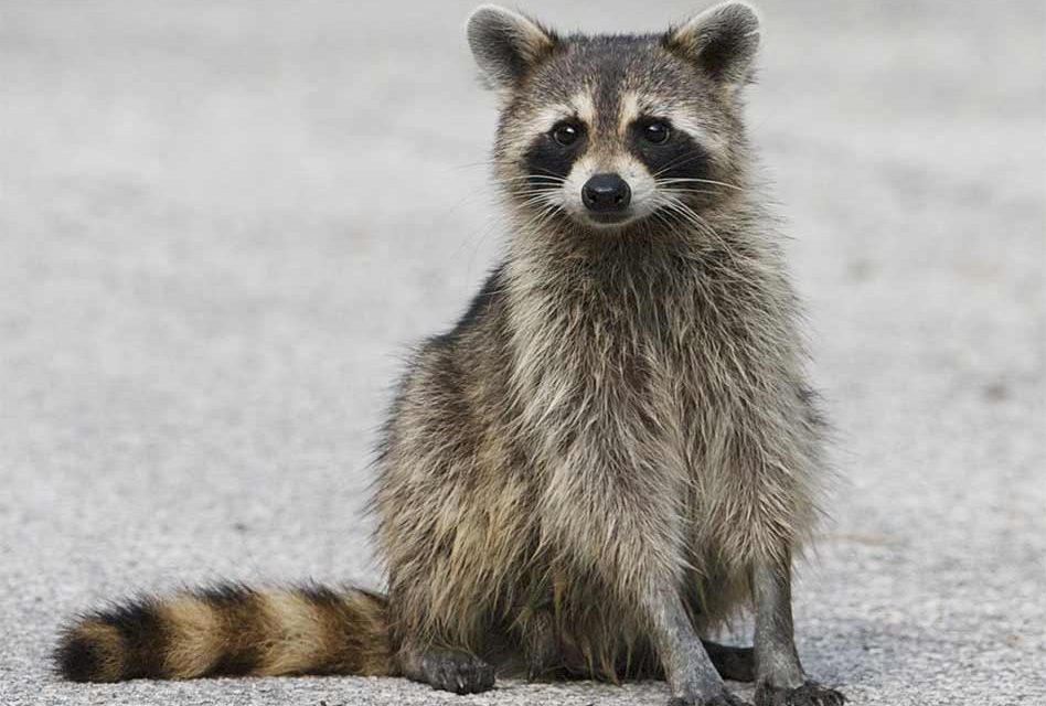 Raccoon Knocks Out Power to 5,200 in Kissimmee