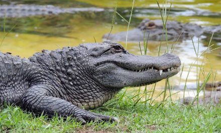 Summer Vacation Season is Here and it’s Time to Head Over to Gatorland, the Leading Gator Park in Florida