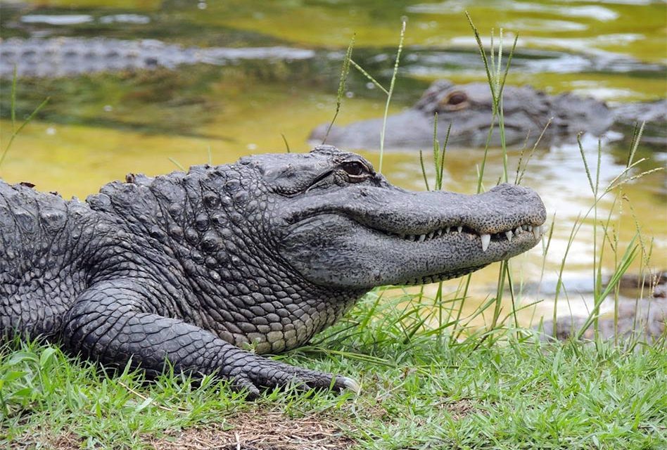 Summer Vacation Season is Here and it’s Time to Head Over to Gatorland, the Leading Gator Park in Florida