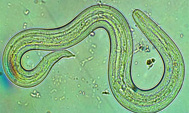 Potentially Deadly Virus Discovered in 5 Florida Counties