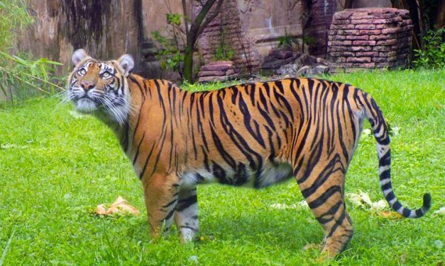 Disney Announces Sumatran Tiger Cubs Will Be Born at Disney’s Animal Kingdom