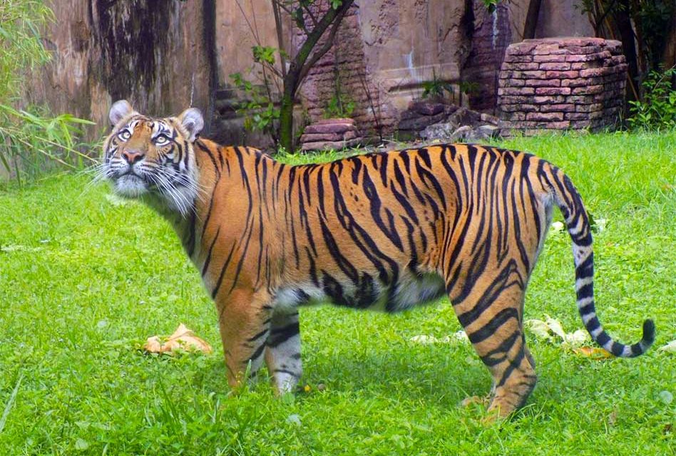 Disney Announces Sumatran Tiger Cubs Will Be Born at Disney’s Animal Kingdom