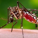 Malaria Outbreak in Sarasota County Prompts Proactive Mosquito Warning to Osceola County Residents