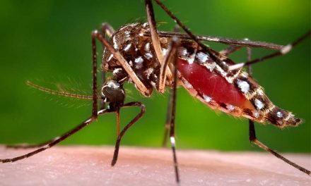 Osceola County to Begin Aerial Mosquito Spraying 50,000 Acres Thursday