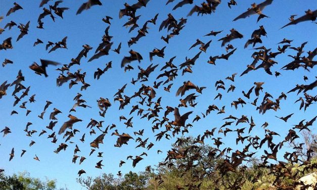 Positively Osceola’s Wildlife Wednesday With Florida Bats!