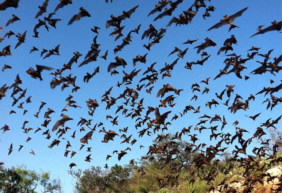 Positively Osceola's Wildlife Wednesday With Florida Bats!