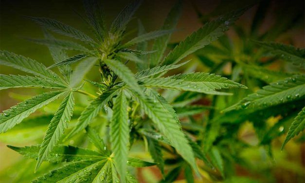 Three Medical Marijuana Dispensaries Approved by Osceola County