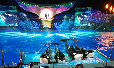 Experience the Majesty and Beauty of Christmas with SeaWorld’s Shamu Miracles