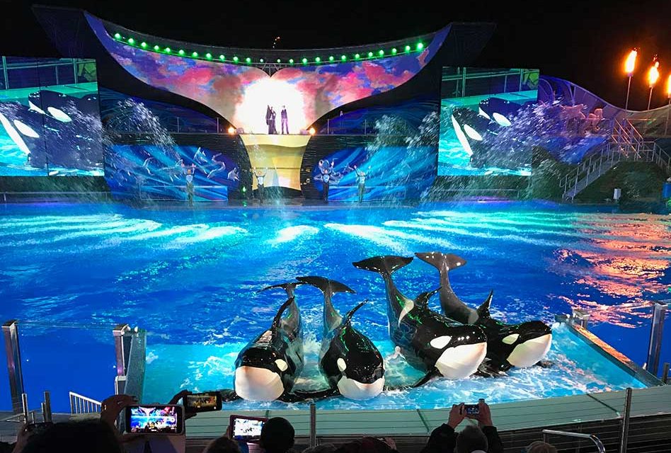 Experience the Majesty and Beauty of Christmas with SeaWorld’s Shamu Miracles