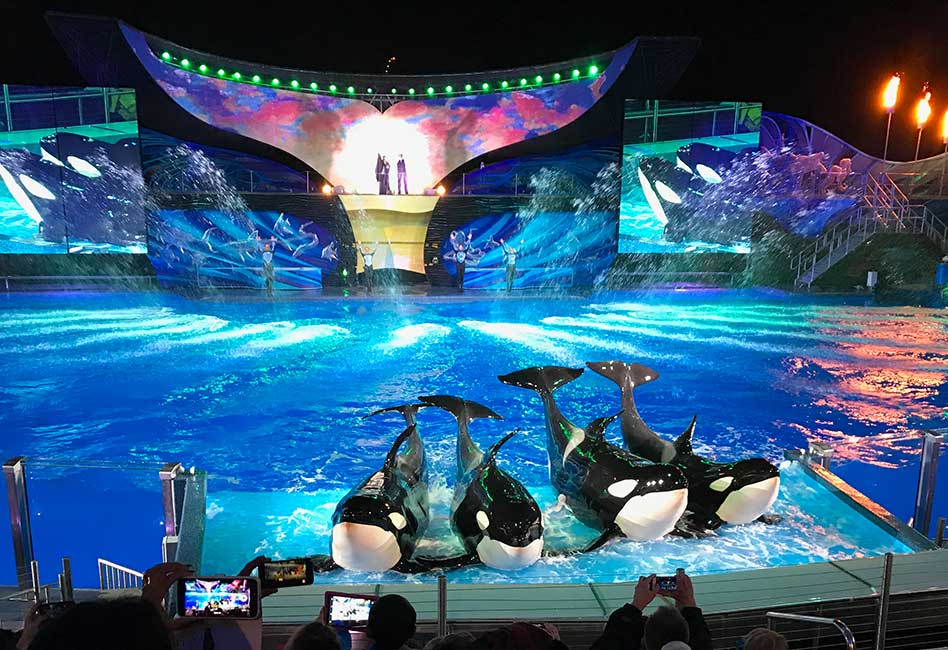Experience the Majesty and Beauty of Christmas with SeaWorld's Shamu ...