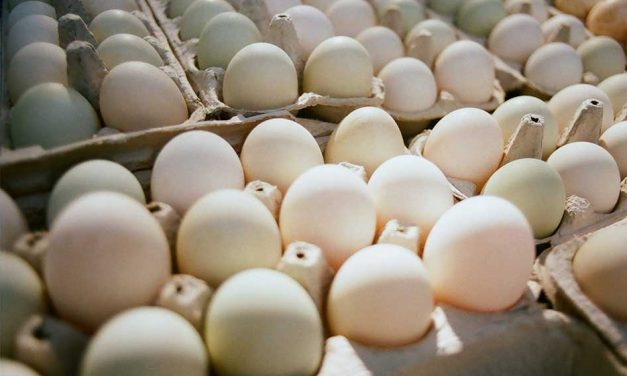 More than 200 Million Eggs Recalled in U.S. Over Salmonella Fears, Including Florida
