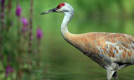 The Sandhill Crane is Designated as the Official Bird of St. Cloud