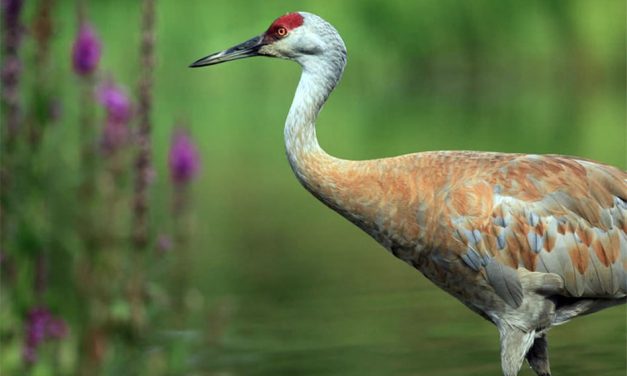 The Sandhill Crane is Designated as the Official Bird of St. Cloud