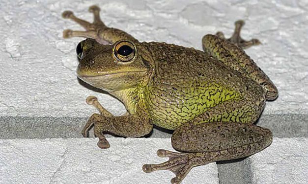 Cuban Tree Frog Knocks Out Power in Kissimmee Early Friday Morning