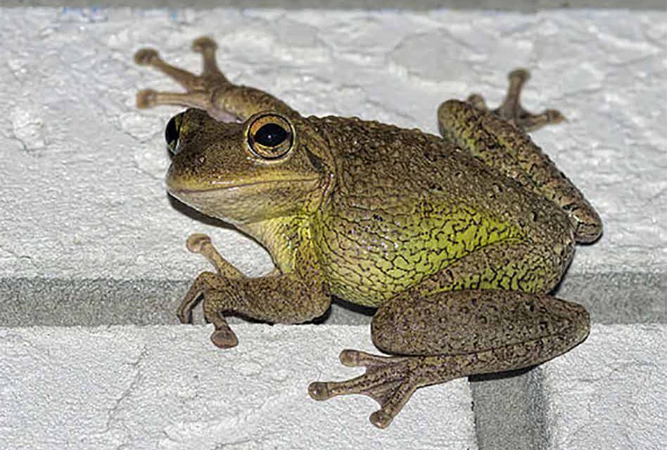 Cuban Tree Frog Knocks Out Power in Kissimmee Early Friday Morning