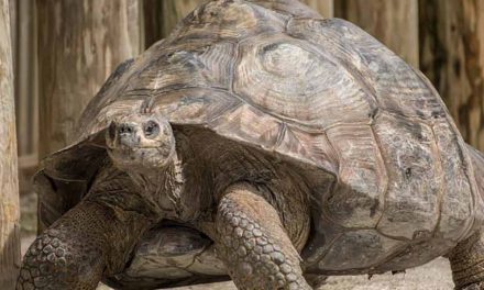 Celebrate World Turtle Day May 23 With Visit To Gatorland Home To Three Of The Largest Tortoise Species In The World