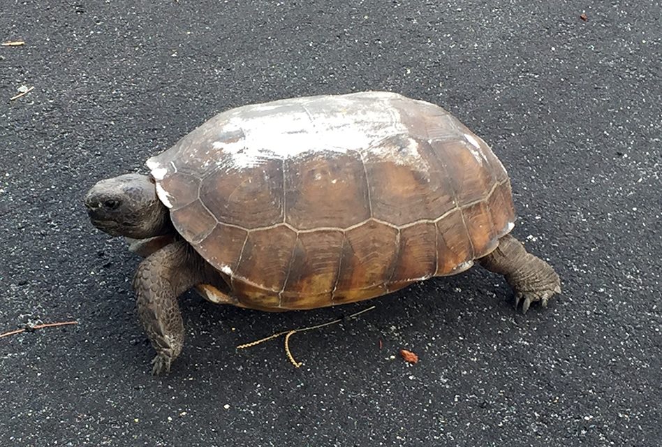 Share Your Summer with the Animals That Call Florida Home