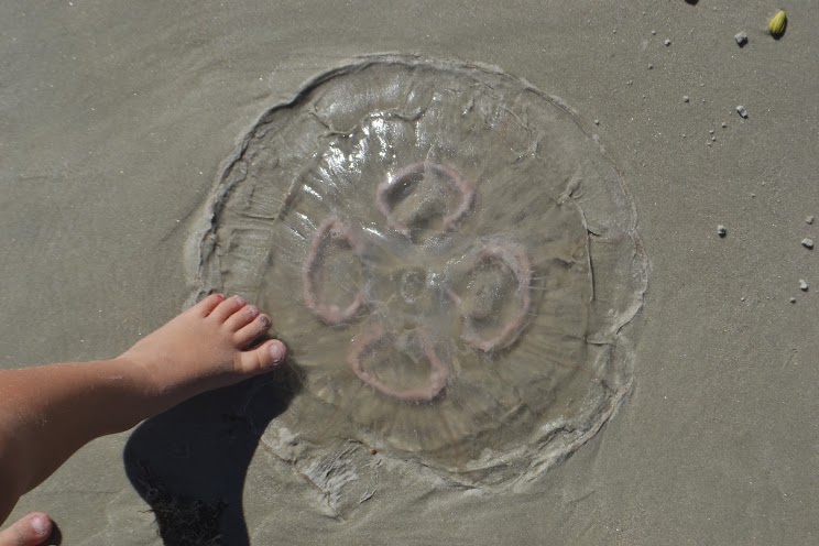 Heading to the Beach Soon? Keep an Eye Out for Jellyfish on Florida Beaches