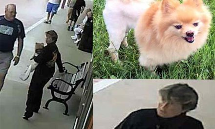 Service Dog Stolen from 67 Year Old Man With PTSD