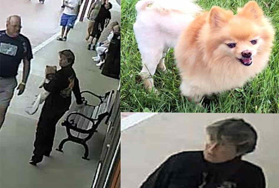 Service Dog Stolen from 67 Year Old Man With PTSD