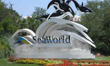 30-year-old Orca Kayla, Dies at SeaWorld Orlando