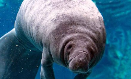 FWC is reminding boaters to go slow, look out below during Manatee Awareness month and beyond