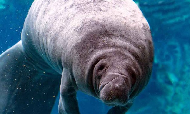 Florida Fish & Wildlife Commission Continues to Work at Keeping Manatees Safe