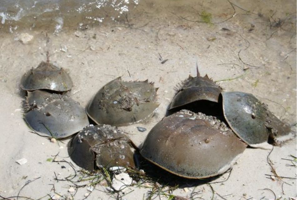 FWC Encourages Beachgoers to Report Horseshoe Crab Spawning Sightings