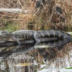 FWC Announces Changes to Florida’s Alligator Hunting Program
