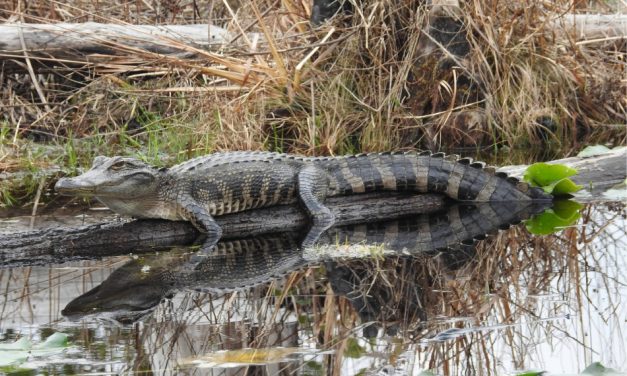 FWC Shares Tips on Living with Alligators During Warmer Weather