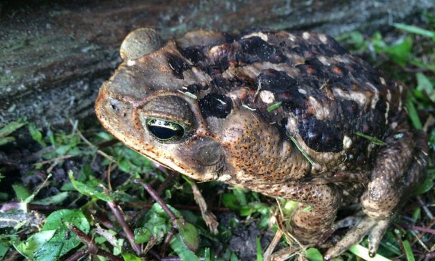 FWC Reminds Pet Owners to Keep An Eye Out for Invasive Cane Toads