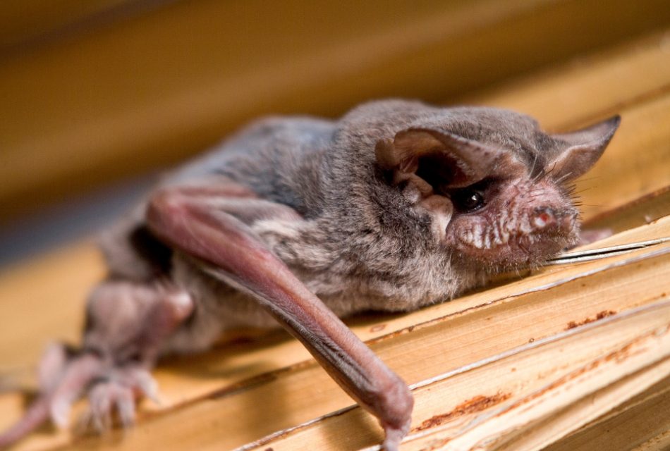 Bat Maternity Season Starts April 15 According to Florida Fish and Wildlife Conservation Commission