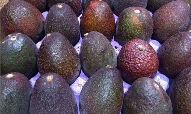 Henry Avocado Corporation Recalls Whole Avocados Due to Possible Listeria Contamination