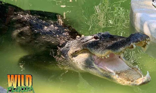 Wild Florida to Provide FREE Admission During Gator Week May 6th-11th