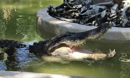 Wild Florida celebrates 10 years of adventure with free weekday Gator Park admission