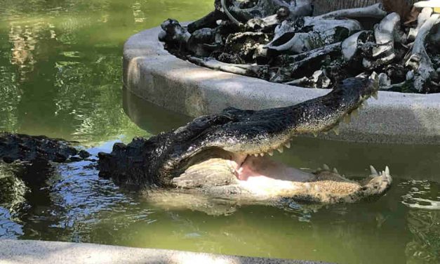 Experience Gator Week with Free Admission at Wild Florida, May 6-11