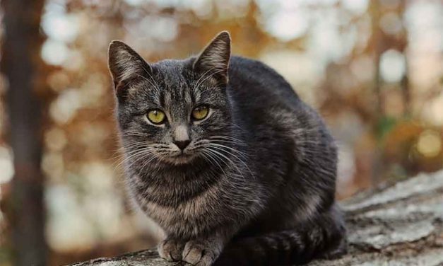 Did You Know That Kittens as Young as 4 Months Old Can Get Pregnant?