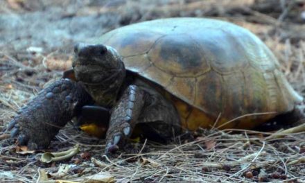 Help Protect Gopher Tortoises by Celebrating Gopher Tortoise Day on April 10th