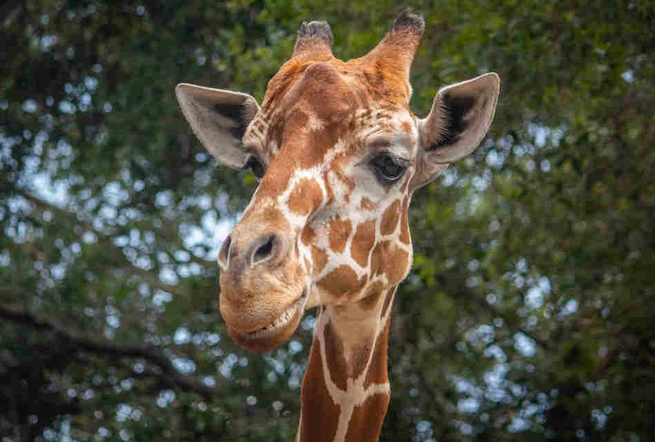 Brevard Zoo to Offer $5 Admission for Florida Residents on May 31