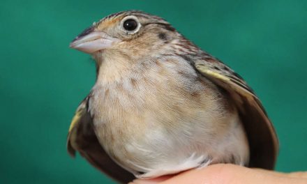 Florida Grasshopper Sparrows to be Released on Public Lands in Osceola County