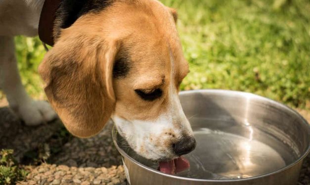 Protect Your Furry Friends During the Summer Heat