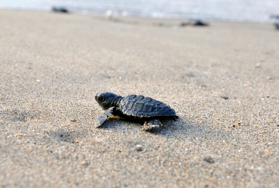 Lights Out During Sea Turtle Nesting and Hatching Season