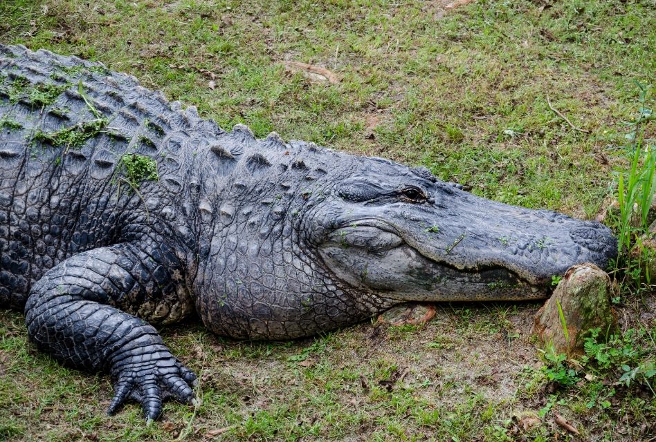 Looking to apply for alligator harvest permits? You have until Monday May 17 during phase one