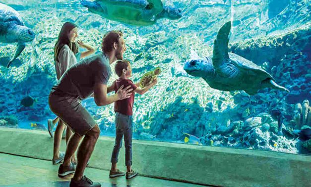 Join SeaWorld for World Oceans Day and World Sea Turtle Day