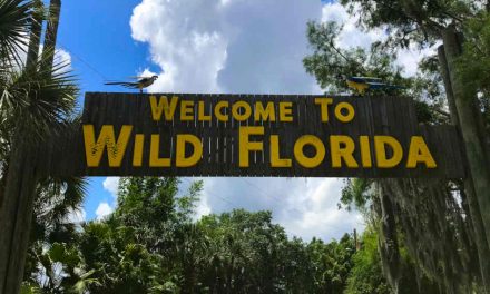 Five Things To Add To Your Agenda When Visiting Wild Florida