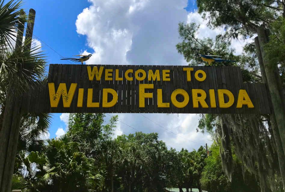 Five Things To Add To Your Agenda When Visiting Wild Florida