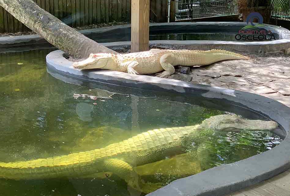 Wild Florida Celebrates World’s First Successful Albino Alligator Breeding Program