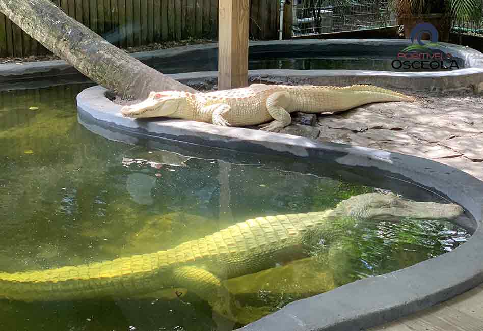Wild Florida Celebrates World&#39;s First Successful Albino Alligator Breeding  Program